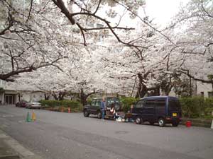 sakura01.jpg